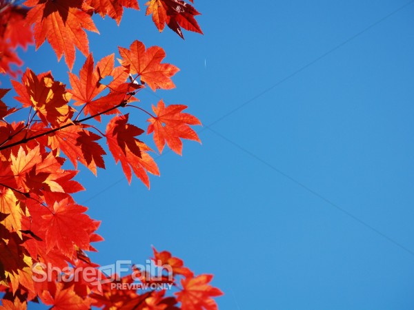 Red%20Orange%20Leaves%20on%20a%20Blue%20Sky
