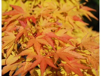 Orange Maple Leaves in Fall