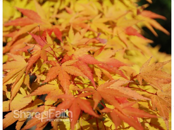 Orange Maple Leaves in Fall