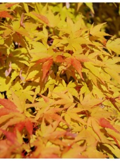 Yellow Orange Maple in Portrait
