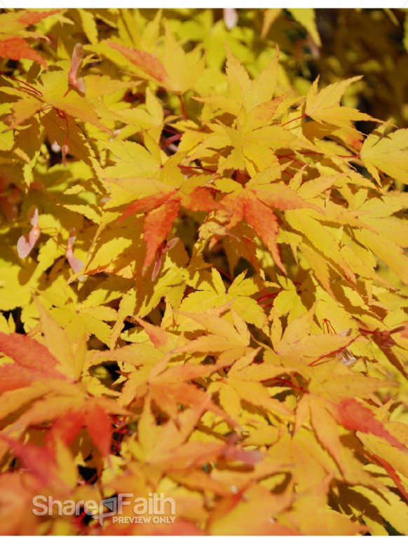Yellow%20Orange%20Maple%20in%20Portrait