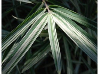 Darkened Plant with Rays of Light