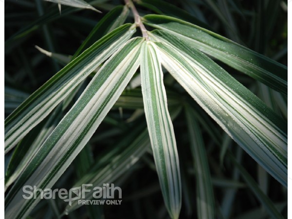 Darkened%20Plant%20with%20Rays%20of%20Light