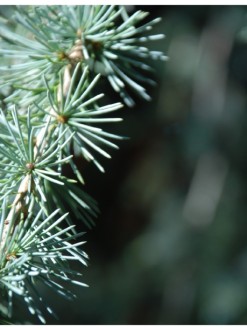 Pine%20Needles%20Up%20Close