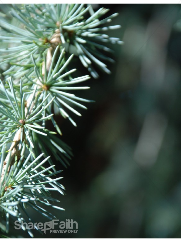 Pine Needles Up Close
