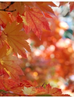 Vibrant Orange Maple in Portrait