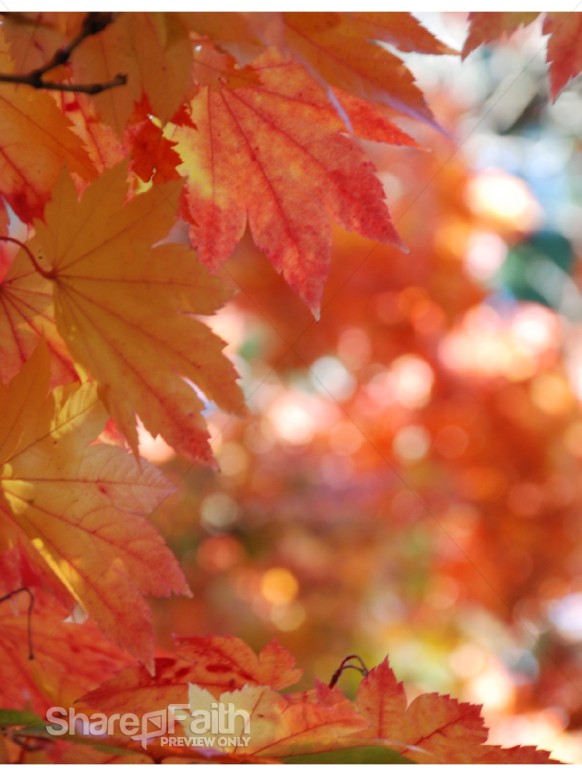 Vibrant%20Orange%20Maple%20in%20Portrait