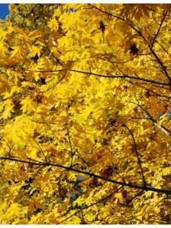 Yellow Fall Leaves in Portrait