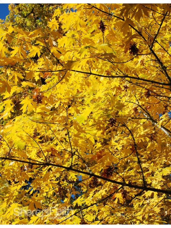 Yellow%20Fall%20Leaves%20in%20Portrait