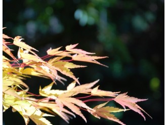 Stretching Fall Leaves in Yellow and Pink