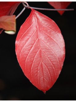 Single Red Ovoid Leaf