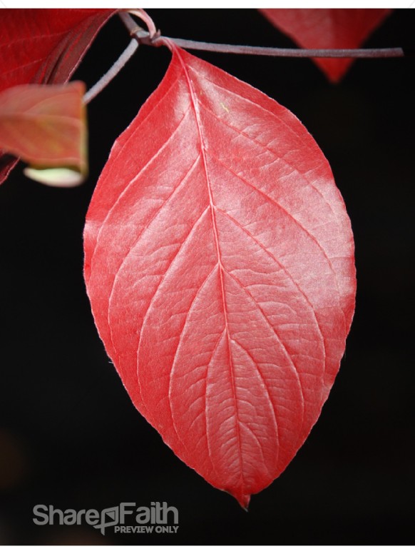Single Red Ovoid Leaf