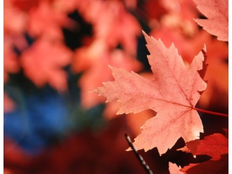 Red%20Maple%20Up%20Close