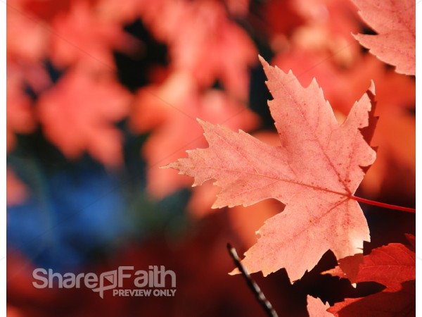 Red Maple Up Close