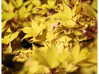 Yellow Maple Leaves in Fall