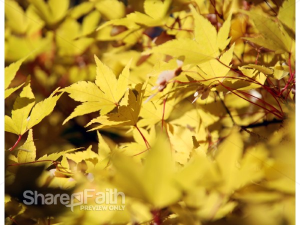 Yellow%20Maple%20Leaves%20in%20Fall