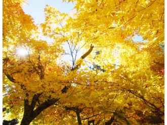 Sun Through Fall Leaves