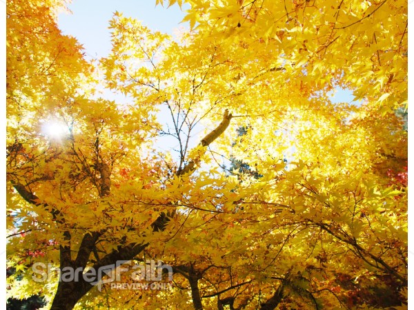 Sun%20Through%20Fall%20Leaves