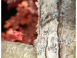Tree%20Trunk%20in%20Fall