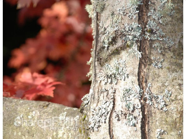 Tree Trunk in Fall