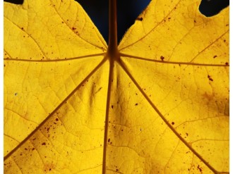 Yellow Spotted Leaf Close Up