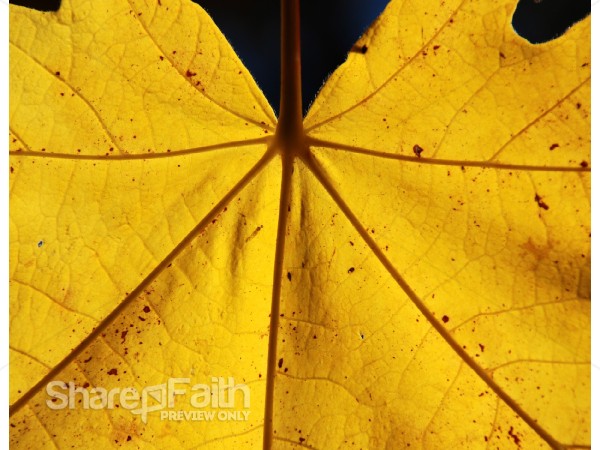 Yellow Spotted Leaf Close Up