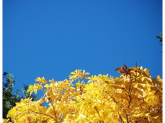 Yellow Leaf Tops and Blue Sky