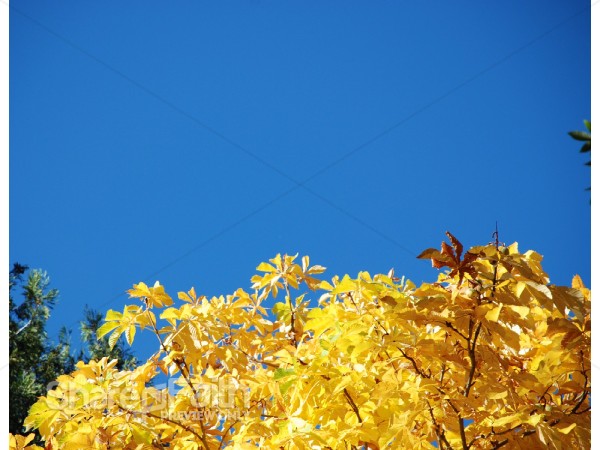 Yellow Leaf Tops and Blue Sky