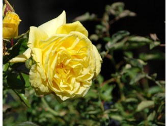 Yellow%20Rose%20and%20Bud