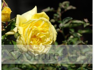 Yellow%20Rose%20and%20Bud