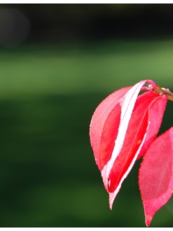 A%20Few%20Red%20and%20Pink%20Leaves