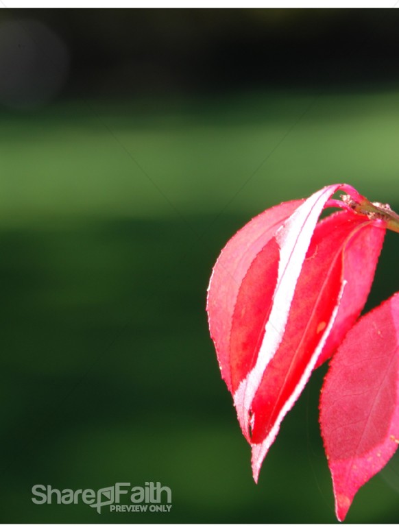 A Few Red and Pink Leaves