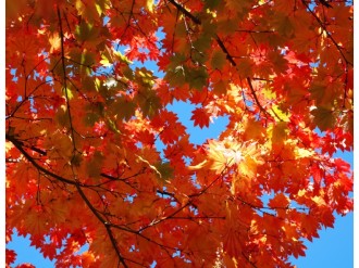 Cloudless%20Skies%20and%20Fall%20Leaves