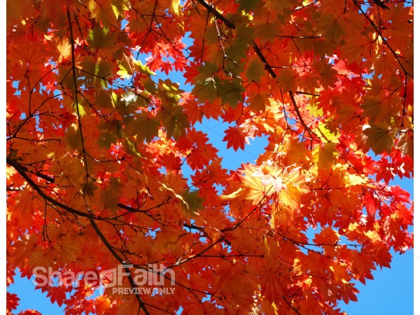 Cloudless%20Skies%20and%20Fall%20Leaves