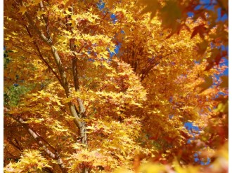 Bright%20Gold%20Maples