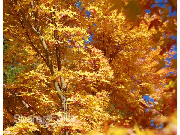 Bright%20Gold%20Maples
