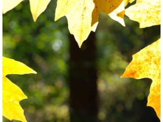 Yellow%20Leaves%20Framing%20a%20Tree
