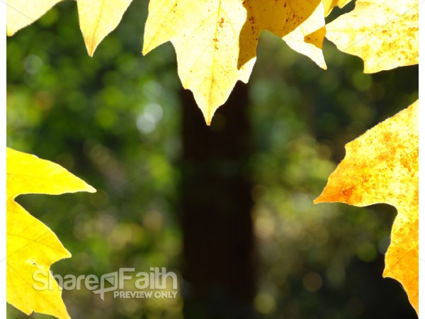 Yellow%20Leaves%20Framing%20a%20Tree