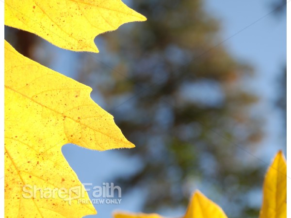Bright Yellow Maple Leaf