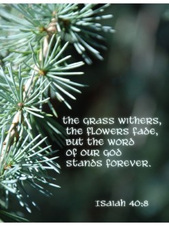 Pine%20Needles%20with%20Isaiah%20Verse
