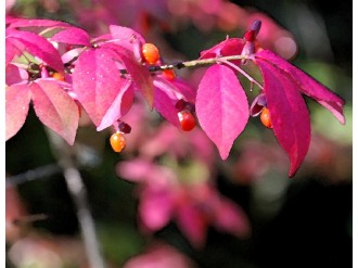 Pink%20Leaves%20and%20Berries