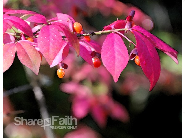 Pink%20Leaves%20and%20Berries
