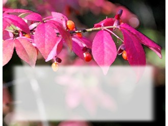 Pink%20Leaves%20with%20Text%20Box