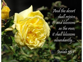 Yellow Rose with Bud and Isaiah Verse
