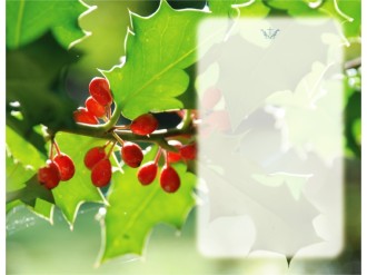 Holly,%20Berries%20and%20Text%20Box