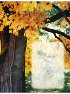 Maple Tree in Fall with Text Box