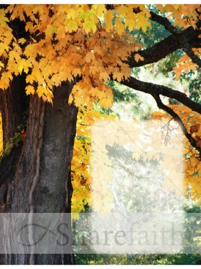 Maple Tree in Fall with Text Box