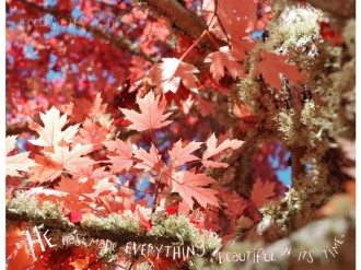 Red Fall Leaves with Ecclesiastes 3:11