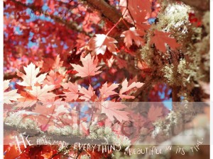 Red%20Fall%20Leaves%20with%20Ecclesiastes%203:11