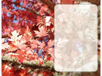 Fiery%20Red%20Leaves%20with%20Text%20Box